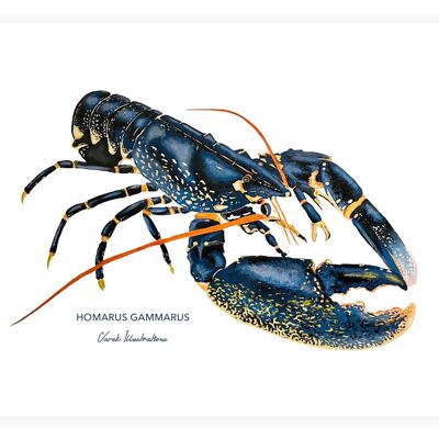 Affiche de Homard bleu peint à l'acrylique