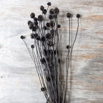 Allium sauvage séché - Bouquet artificiel - Abigail Ahern 2