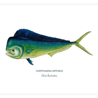 Poster mit exotischem Fisch Mahi Mahi, gemalt in Acryl