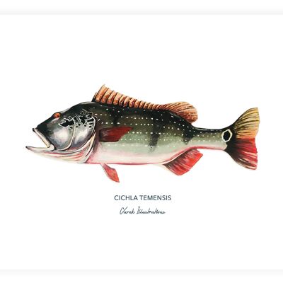 Poster di Fish the Peacock Bass dipinto in acrilico
