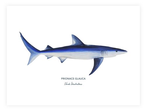 Affiche de Poisson Le Requin Peau Bleue peint à l'acrylique