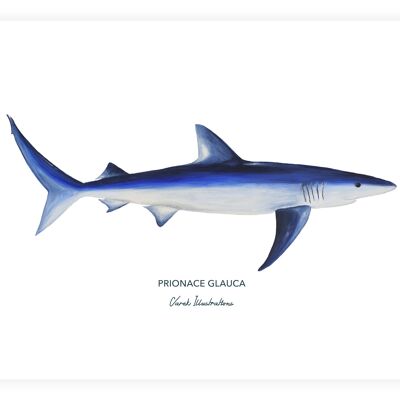 Affiche de Poisson Le Requin Peau Bleue peint à l'acrylique