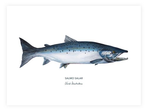 Affiche de Poisson Le Saumon Atlantique peint à l'acrylique
