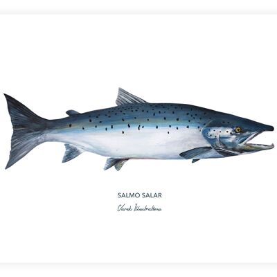 Fish poster Atlantic Salmon painted in acrylic