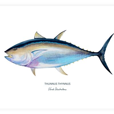 Bluefin Tuna Fish Poster painted in acrylic