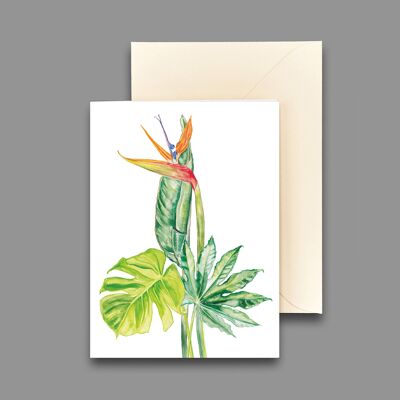 Greeting card Strelitzia