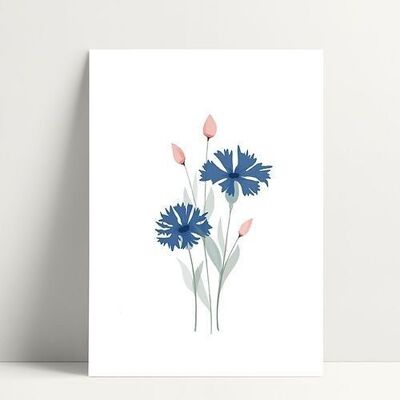 Cornflower - Carte Postale