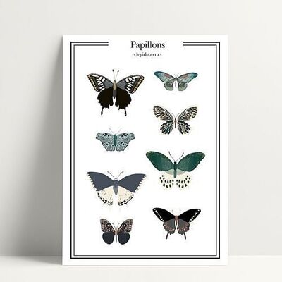 Butterflies - Carte Postale