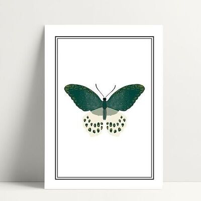 Butterfly - Postcard