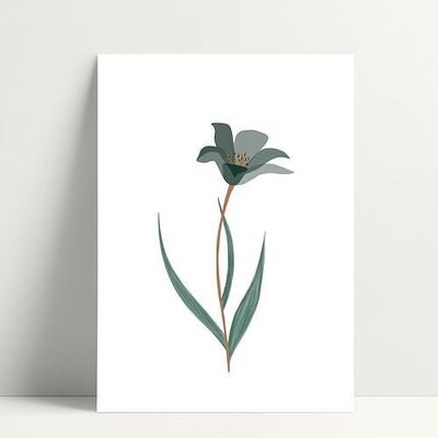Tulpe - Postkarte