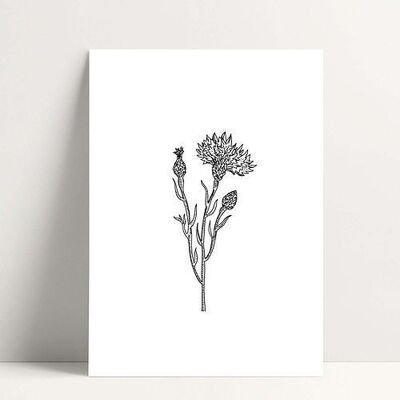 Thistle - Carte Postale