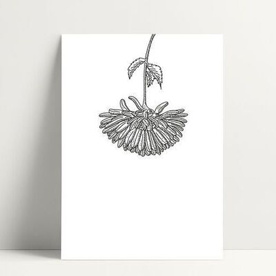 Chrysanthemum - Carte Postale