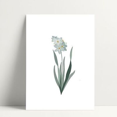 Hyacinth - Carte Postale