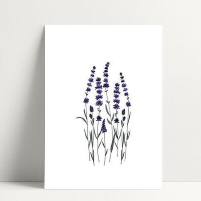 Lavendel - Postkarte