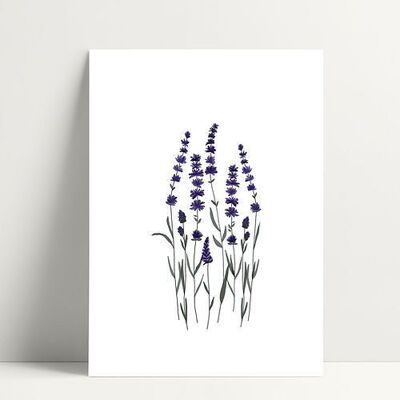 Lavanda - Cartolina