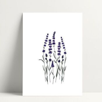 Lavender - Carte Postale