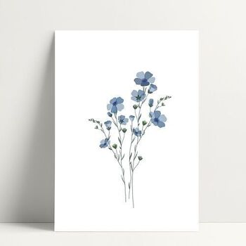 Myosotis - Carte Postale