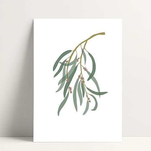 Eucalyptus - Carte Postale