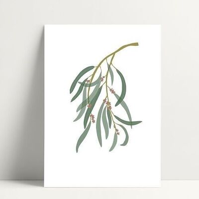 Eucalyptus - Postcard