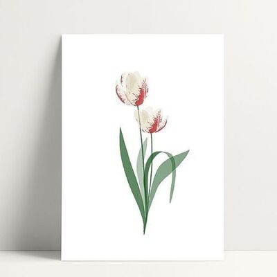 Weiße Tulpe - Postkarte