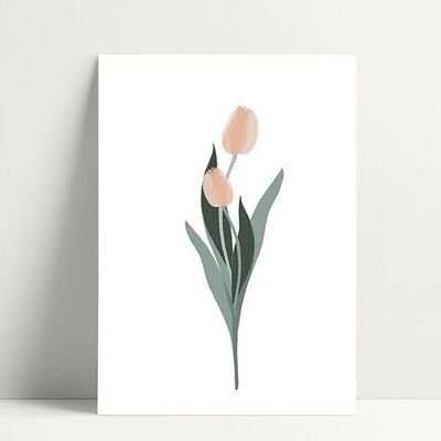Peach tulip - Postcard