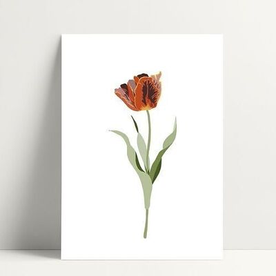 Orangefarbene Tulpe - Postkarte