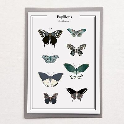 A4 Butterflies - Poster