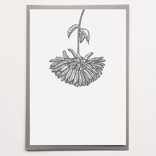 A4 Chrysanthemum - Affiche