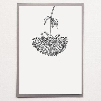 A4 Chrysanthemum - Poster