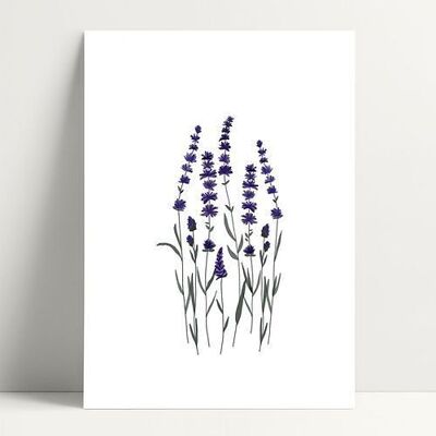 A4 Lavender - Poster