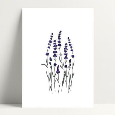 A4 Lavanda - Poster