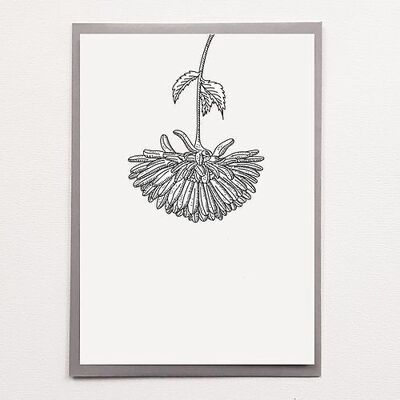 A5 Chrysanthemum - Poster