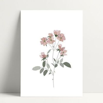 A5 Bindweed - Affiche