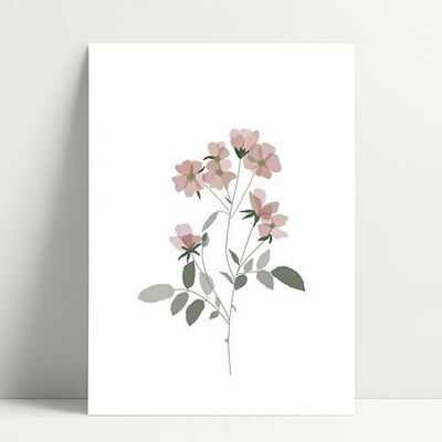 A5 Bindweed - Poster