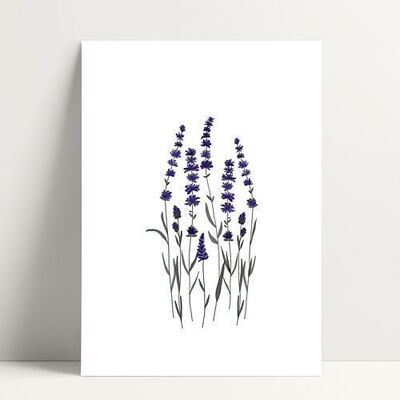A5 Lavendel - Poster