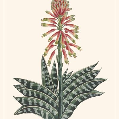 Affiche Poster Aloe Africana