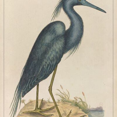 Affiche Poster Oiseau bleu – “The natural history of Carolina, Florida…”