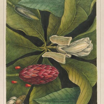 Affiche Poster Magnolia II – “The natural history of Carolina, Florida…”