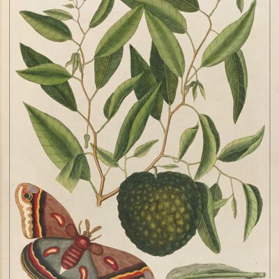 Affiche Poster Papillon – “The natural history of Carolina, Florida…”