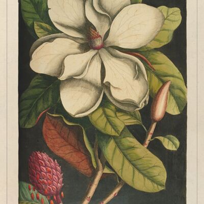 Affiche Poster Magnolia 1 – “The natural history of Carolina, Florida…”