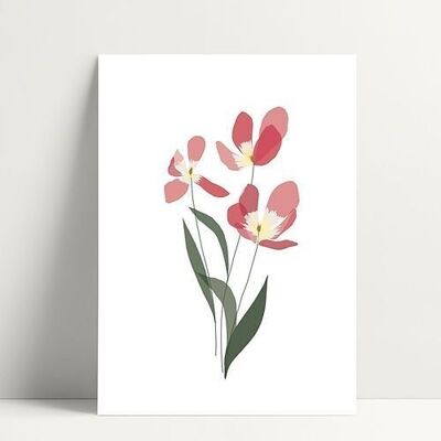 Tulipán rosa - Postal