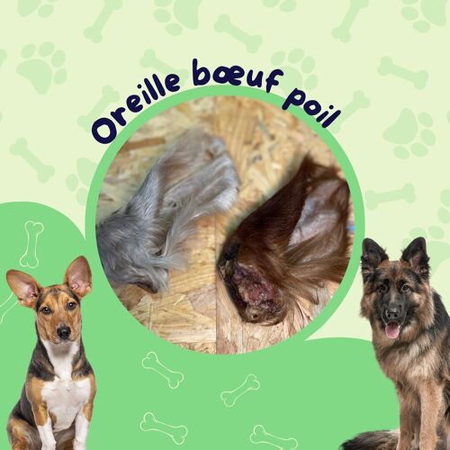 Oreille Boeuf Avec Poil / Friandise chien
