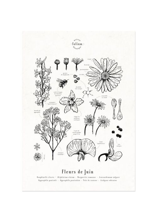 Affiche · Fleurs de Juin