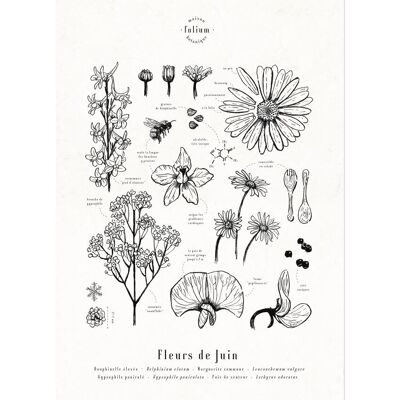 Póster Flores de Junio