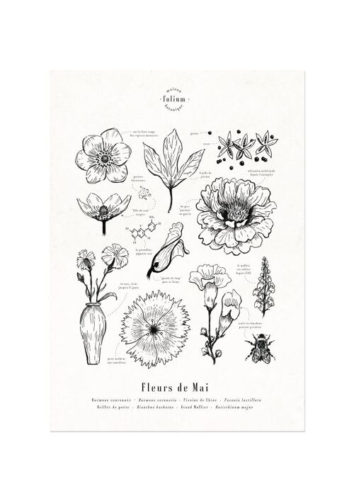 Affiche · Fleurs de Mai