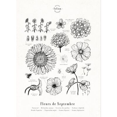 Poster Blumen im September