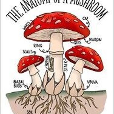 L'anatomie d'un champignon Mini plaque en tôle