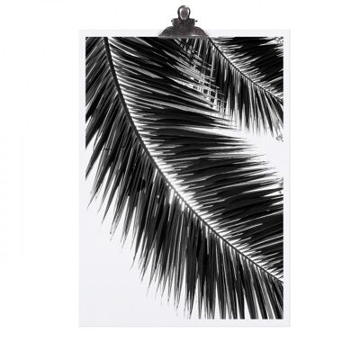 Poster "palm leaf" - dina3