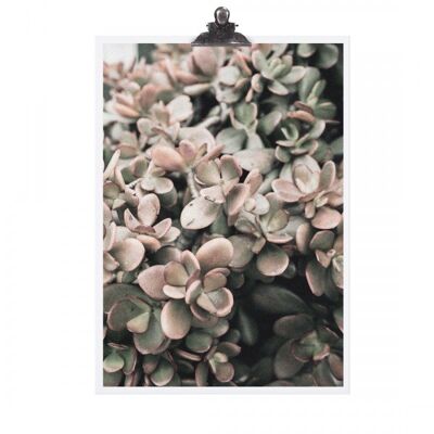 Poster "succulent" - dina4