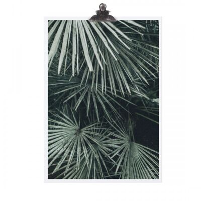 Poster "palm leaf coloured" - dina3